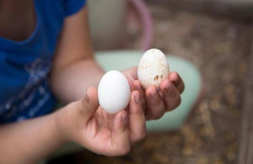 Agriturismo Il Borgo - Foto 51