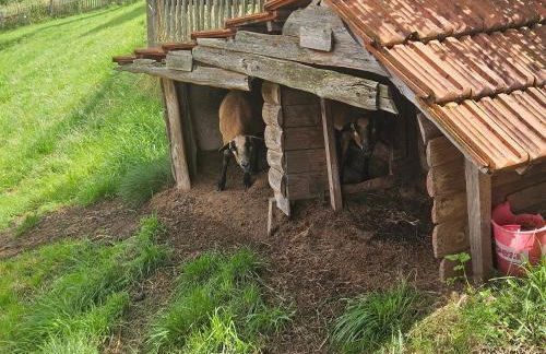 Apartments Zur alten Scheune Göringen - Foto 63