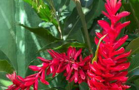 Varanda Suspensa em São Sebastião. - Foto 19