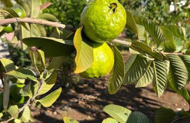 Paraiso Madeira - Suites - Foto 18