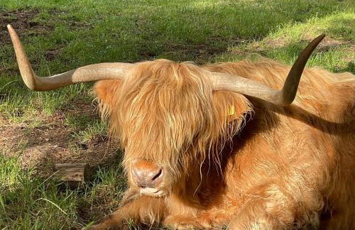 The Bearded Goat Den - A rural retreat at this modern holiday cottage - Foto 16