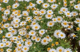 Le Sfogliatine - Casa Vacanze - Photo 13