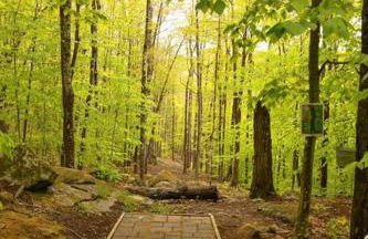 Maine Treehouse-The Spruce Suite - Foto 12