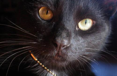 Garden Oasis at Banana Hale Studio - Foto 25