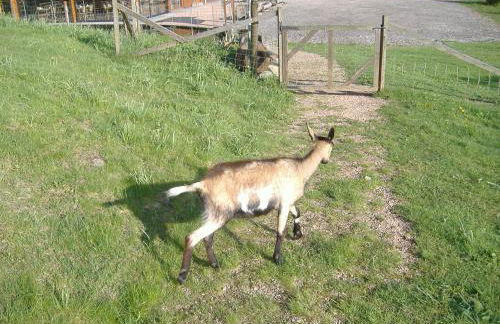 Les gîtes de la bergerie - Foto 34