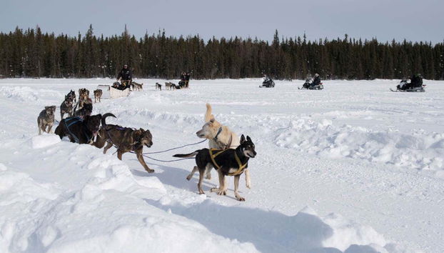 Husky Dog Sledding - Foto 2