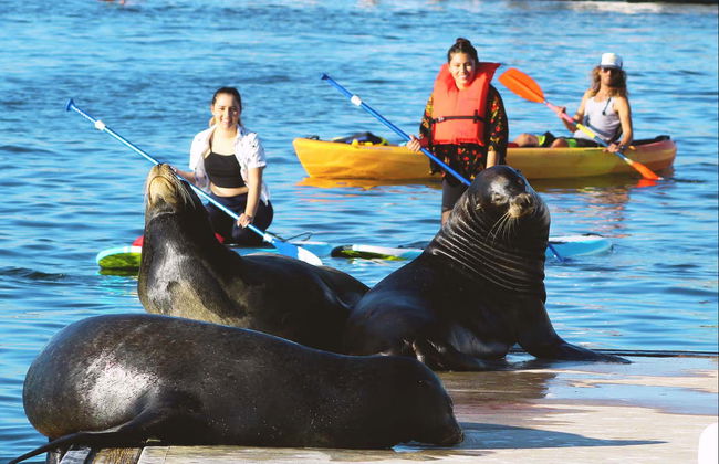 Kayak con leones marinos en Marina del Rey - Foto 1