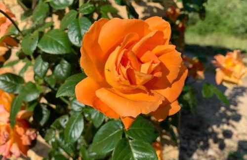 Gîte - Le Petit Noyer - Foto 16