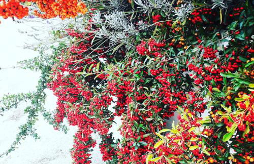 “Molise” Four Seasons - Foto 20