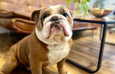 DOMspitzen-BLICK, cooles 2 Zimmer Apt mit Indoor-Swimmingpool auf dem Dach, Küche und Smart-TV - Foto 11