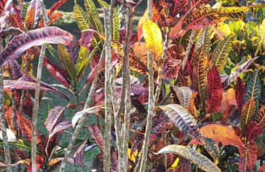 Sítio Refúgio do Lobo - Foto 26