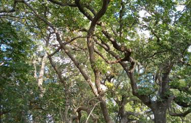 Masseria Petrore Grande di Polimeno Alessandra - Foto 15