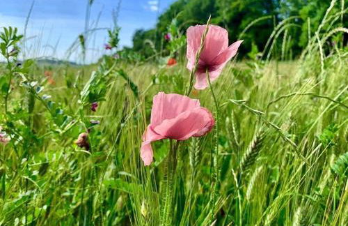 Agriturismo La Sorgente - Foto 24