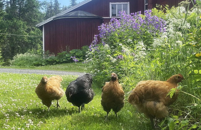 Metsäpirtti - Foto 38