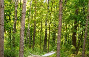 Leśne Anioły - Foto 36