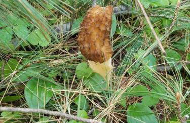 Smitten in da Mitten - 18 acres, Arcades, High Spd Web, Hot Tub, Pond! - Foto 46