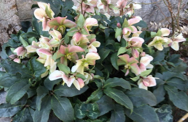 Apartment Kumicic - Foto 18