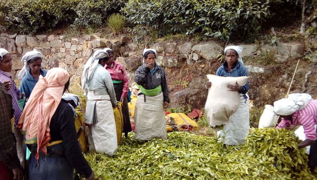 Mujeres recogiendo hojas de té