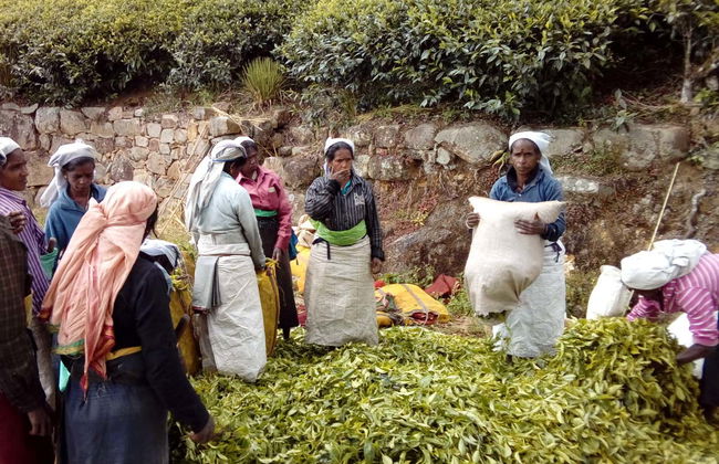 Senderismo hasta una plantación de té de Haputale - Foto 4