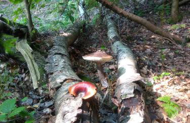 Apartament Buczyna - Foto 26