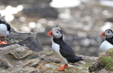 Camhanaich 'Half light of dawn' - Foto 50