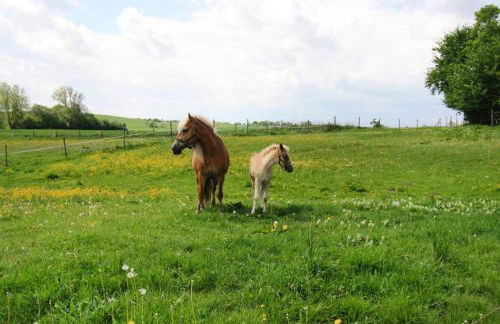 Ferienhaus, Zahrensdorf - Foto 28