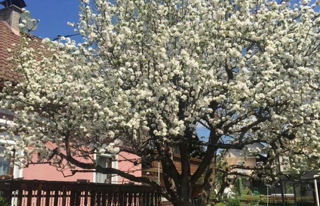 Apartment in Eberndorf Near Petzen Ski Area - Foto 19