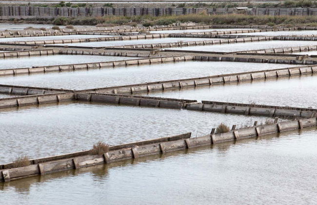 Dragonja Valley Hiking Tour - Foto 2