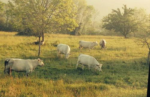 COHCO'ART GITES - Foto 1