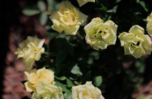 Agriturismo Villa Guarnaschelli - Foto 78