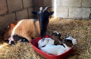 L'Origami - Domaine de la Houblette - Photo 12