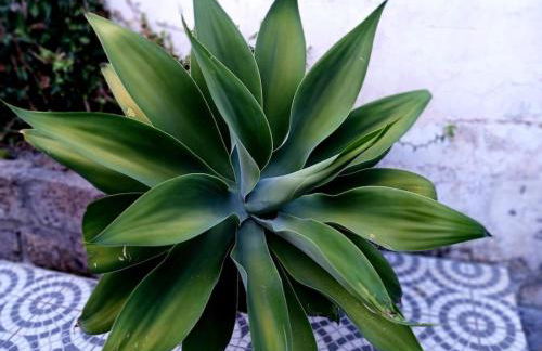 Casa Império - Azorean Boutique House - Photo 46