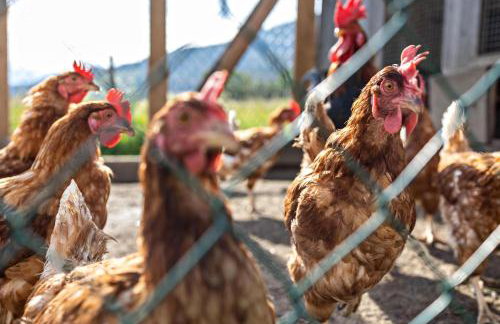 Oberhölzlhof - Photo 9