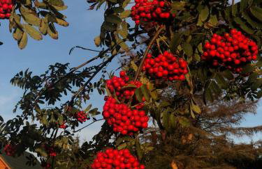 Dom nad morzem Ludwikowo - Foto 62