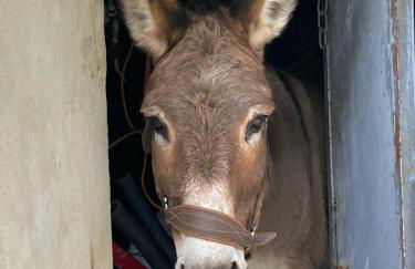 Gîte Le COCON au Clarou - Photo 35