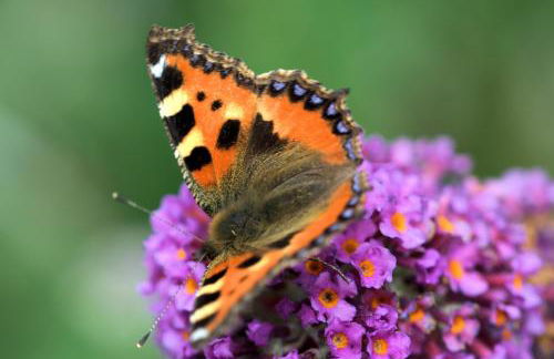 Rosemount Bothy - Highland Cottage - Foto 39