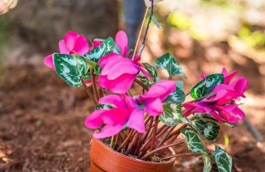 Arachova Mountain Villa - Foto 57