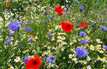 Ferienwohnung Stein - Foto 30