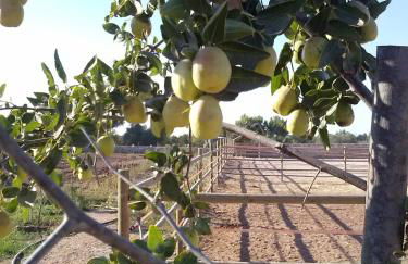 Masseria Sucéa - Foto 78