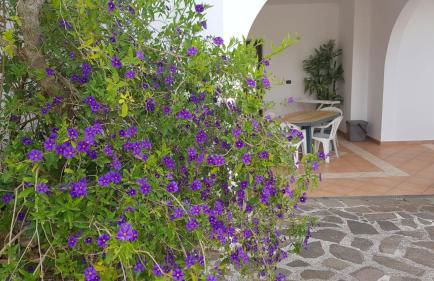 Salentiggiano Villa Ulivi Vacanze Con Piscina 8/16 PL - Foto 59