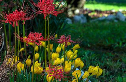 Villa Magnolia - Foto 30