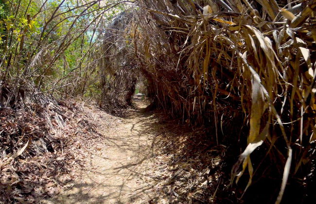 Pica Oasis Hiking Tour - Photo 4