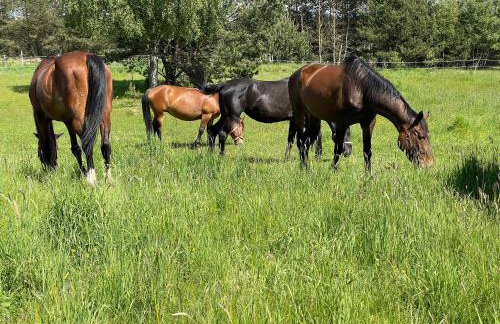 Domek Leśny Zakątek z klimatyzacją - Foto 13