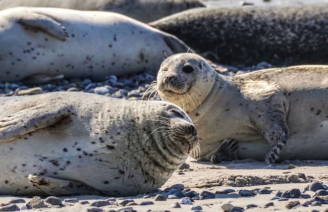 Cottage on a Vacation Park - Foto 18