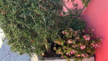 Casa do Lagar - Villa com piscina - Foto 4