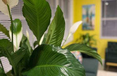 Giovannas Pineapple House - Foto 47