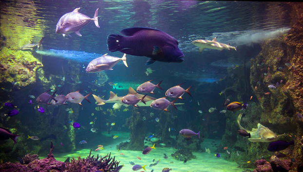 SEA LIFE ® Sydney Entrance Ticket - Foto 3