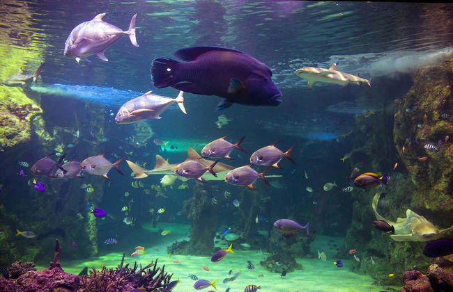 SEA LIFE ® Sydney Entrance Ticket - Foto 2