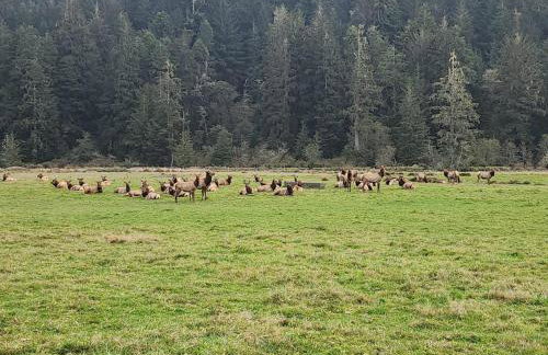 Redwood Farmhouse in the Orick Valley - Photo 41