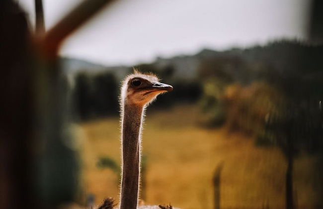 Hotel Chalé Capitólio - Foto 35